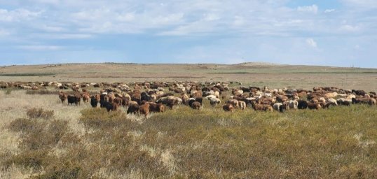 Ұлытау облысында қой тұқымын асылдандыру жобасы жүзеге асырылып жатыр