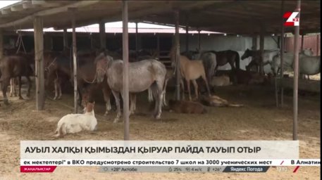 Ұлытау облысындағы ауыл халқы қымыздан қыруар пайда тауып отыр